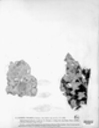 Mycosphaerella brassicicola image